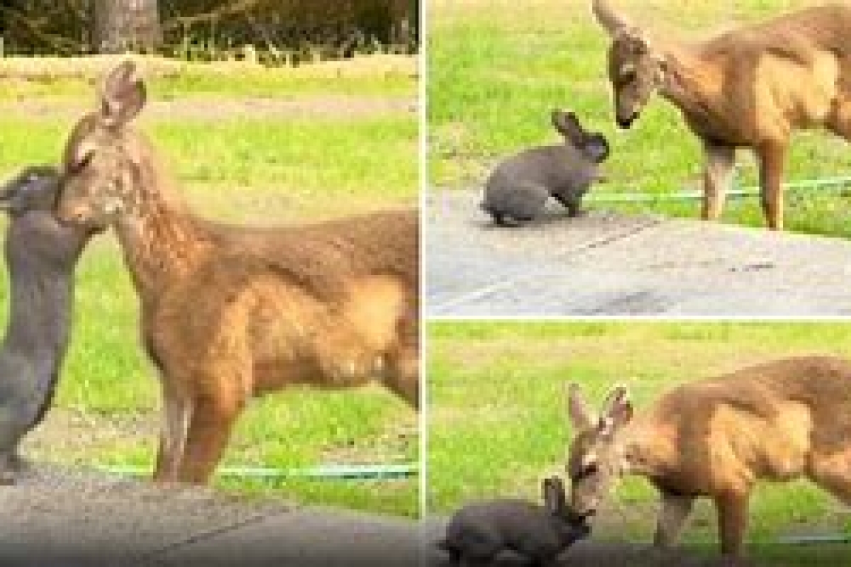 Viral video shows real-life Bambi-Thumper from Disney; netizens say, ‘Art imitated life’ | Watch